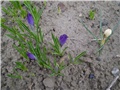 crocus